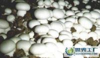 新鮮蘑菇批發兼零售，農副產品的優質選擇